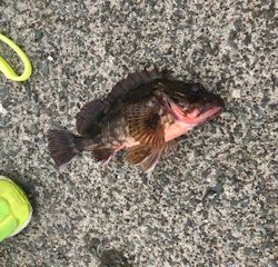 福井で夏のケンサキイカエギングと五目釣り